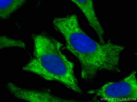 AKT antibody (CL488-10176) | Proteintech