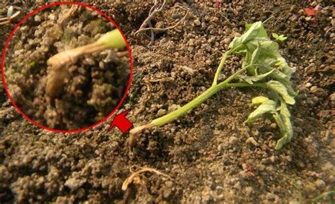 Fungicides to control damping off in seedlings | Farmers Stop