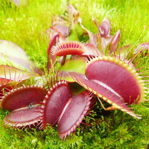 Amazon Rainforest Venus Fly Trap Dionaea Muscipula Typical Venus Fly