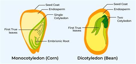 monocot seed Android IOS V- 5.54