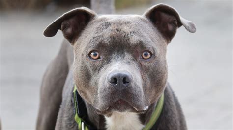 Pitbull Attack Statistics 2024 - Myths, Facts, And Figures