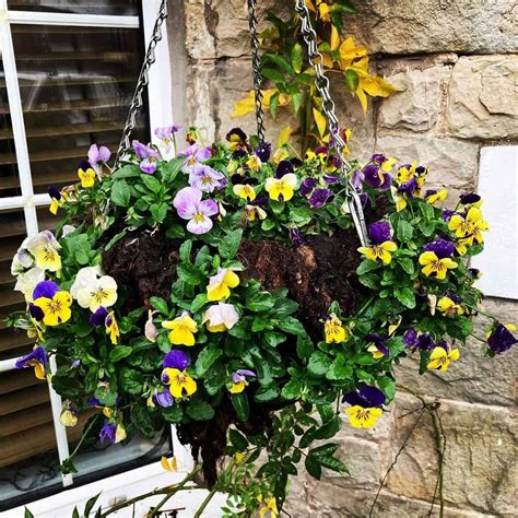 Best Plants For Hanging Baskets For Winter at Christopher Etheridge blog