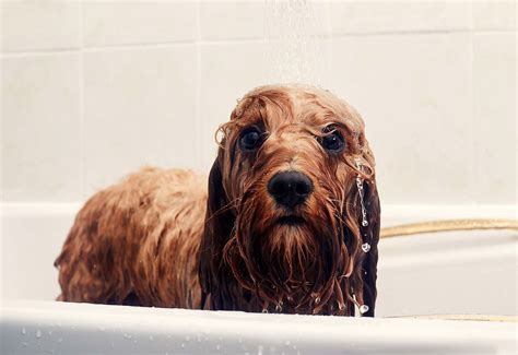 What Is The Smell Of Wet Dog