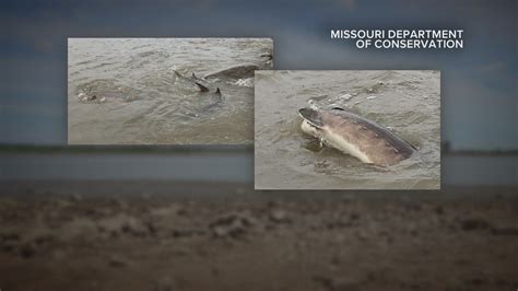 Missouri Fishing Record 2025