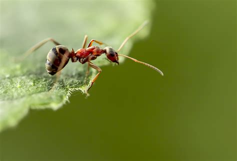 红蚂蚁 - 知乎