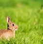 Image result for Rabbit Animal Mammal a Bunny