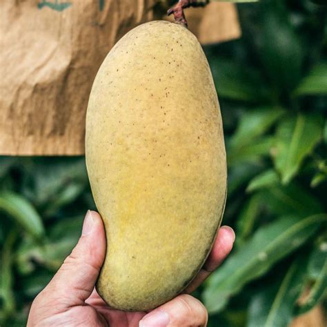 Types of mango in India - 10 Best mango varieties in India