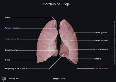 Lungs | Encyclopedia | Anatomy.app | Learn anatomy | 3D models ...
