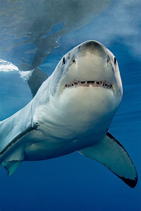 10 Facts About Great White Sharks National Geographic Kids
