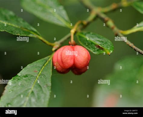 Spindle Synonym 的图像结果