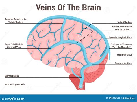 Brain Veins. Circulatory System, the Main Veins and Arteries of the Head Stock Vector ...