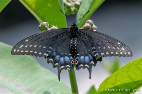 The Eastern Black Swallowtail – the HALL of EINAR