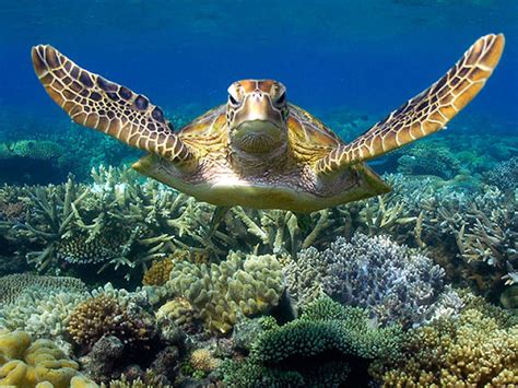 Top 12 Things to do in Australia in November - SMART HOLIDAY SHOP