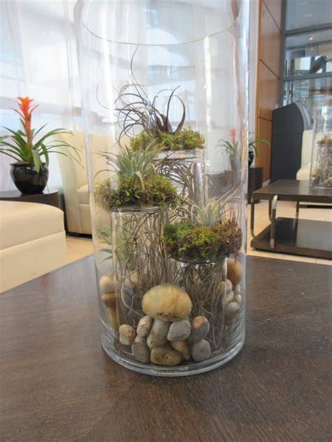Air Plants Arrangements 的图像结果