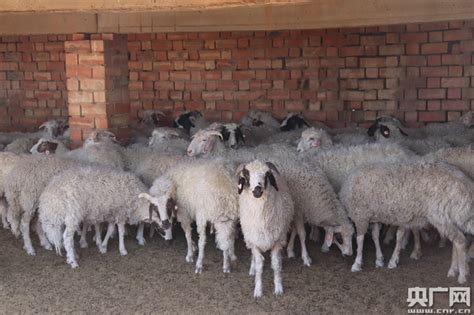 安徽波尔山羊|安徽波尔山羊养殖场--安徽省田丰牧业科技有限公司-羊业超市-