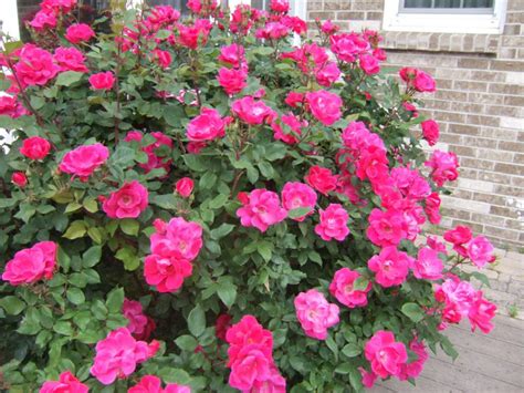 Image result for Winterizing Raspberry Plants