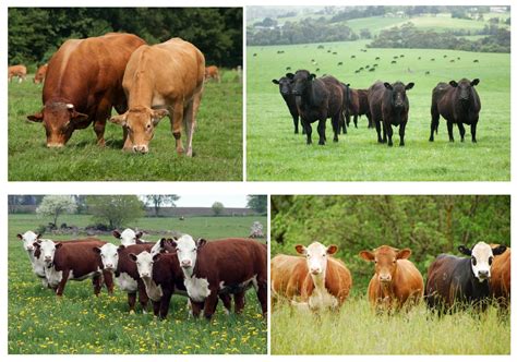 Beef Cow Breeds