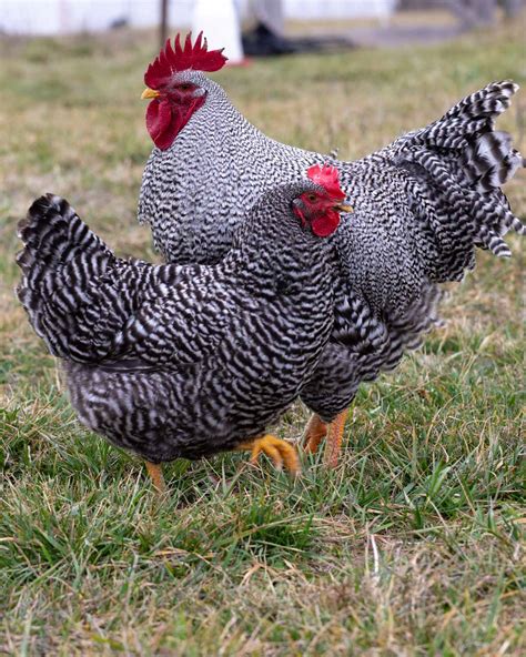 Barred Plymouth Rock Chicken Breed | Complete Guide (with Pictures ...