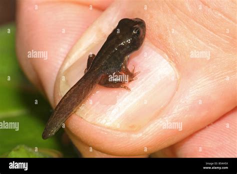 Image result for Frog Development CSIR Pyq