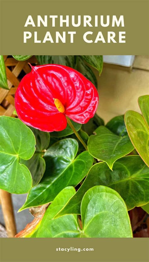 Anthurium Plant Care