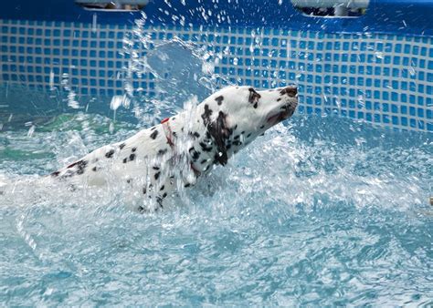 Calling All Hoomans: Take Your Doggos To This Pawsome Pool Party | LBB