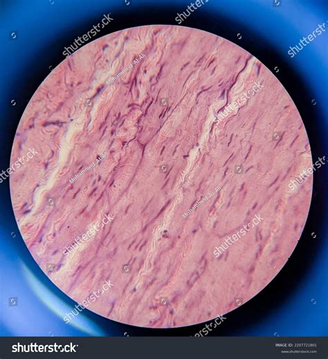 Image result for Tissue Sample Drawing Under Microscope