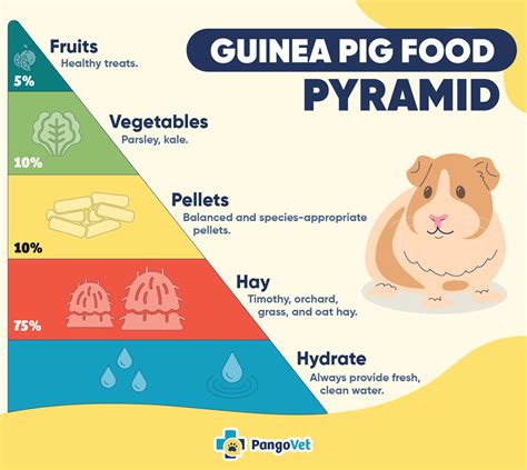 Guinea Pig Schedule - Infoupdate.org