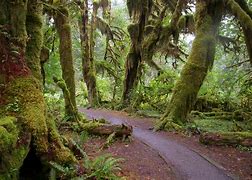 Image result for Wild Rabbit Forest