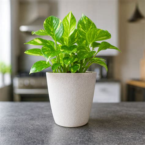 Elegant White Self-Watering Vistara Planter-2PC – Indian Discovery