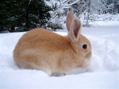 Image result for Bunny Ceramic Tutorial