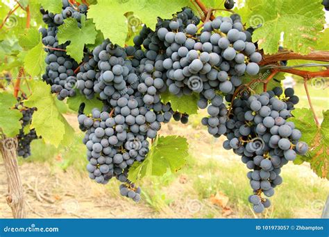 Cabernet Franc Black Grape Vines Stock Image - Image of farm, alcohol ...