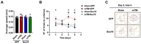 Exo70 Protects Against Memory and Synaptic Impairments Following Mild ...