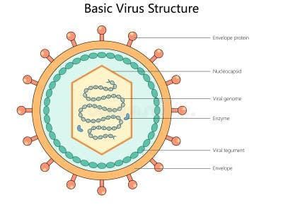 Image result for Virus Anatomy Explained