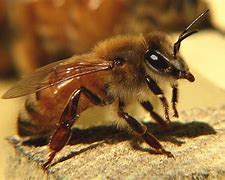 Image result for Bee Animal