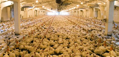 Image result for Chickens Getting Slaughtered