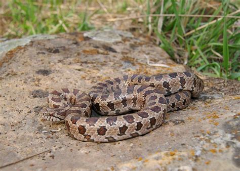 Snakes in Tennessee: A Guide to the State's Diverse Serpent Species