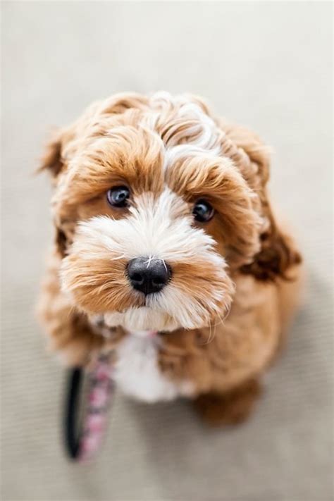 100+ Best Cockapoo Dog Names - The Paws