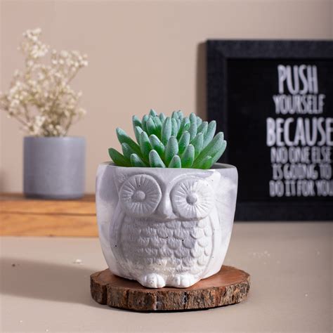 Yours Concretely Owl Planter/ Organizer | Gifting Product – The ...