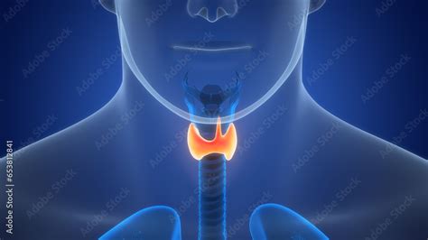 Neck Design Cutting 的图像结果