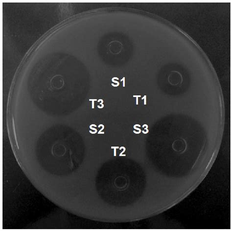 Image result for Agar Plug Diffusion Method