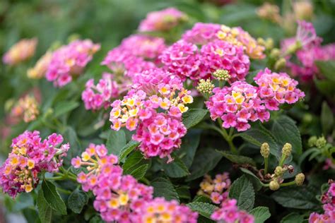 12 Best Annual Flowers for Full Sun