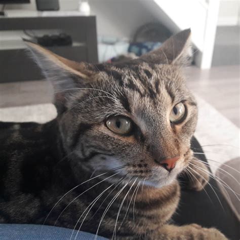 Cat sitter services, how we work and what we do - Moggy Daycare