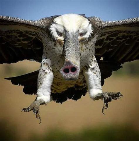 Image result for Animals to Draw in Google Colab Using Python Code