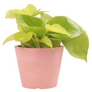 100+ Terrarium Plants Online - Open, Closed Terrarium Plants in India ...