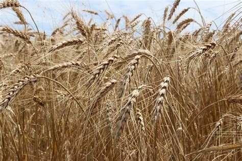 Spier selected as new president, CEO of U.S. Wheat Associates - High ...