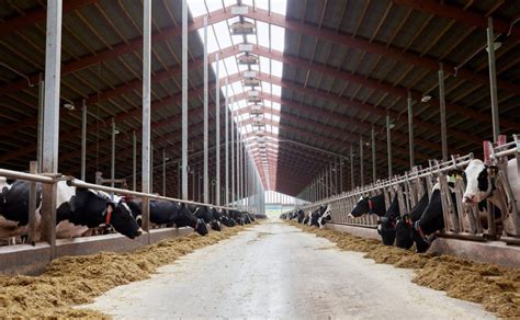 力争2025年养牛1000万头，河南牛产业发展迎来新的春天-大河网