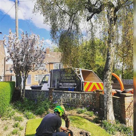 Image result for Commando Tree