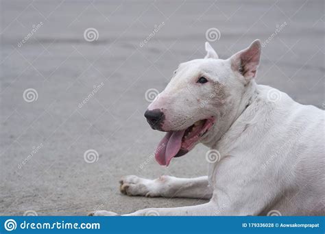 Senior White English Bull Terrier 13 Year Old Lying Down on Wide ...