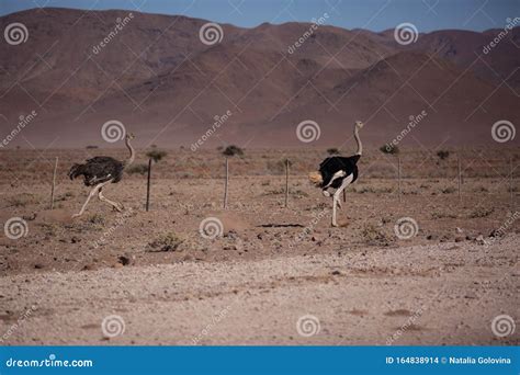 Ostrich Running Full Speed