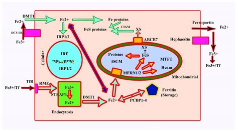 Genetic Disorders Associated with Metal Metabolism
